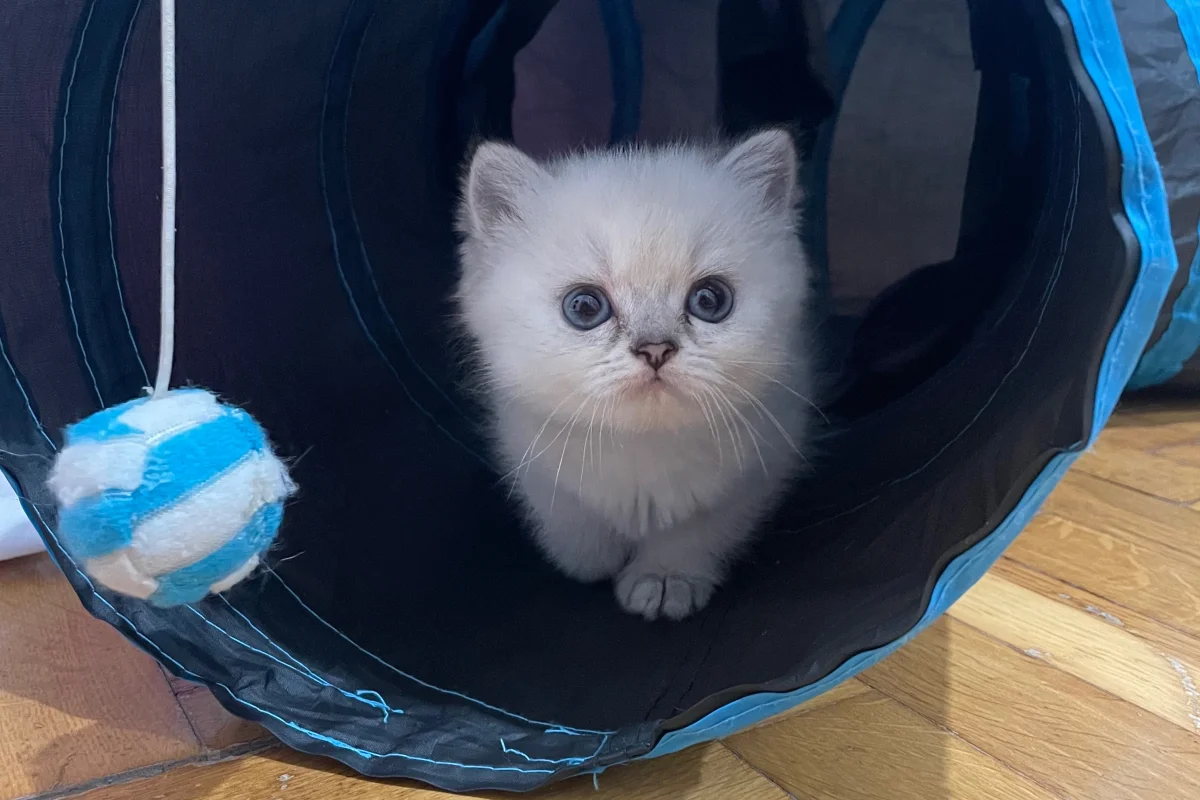 2 aylık 5 adet british shorthair 3