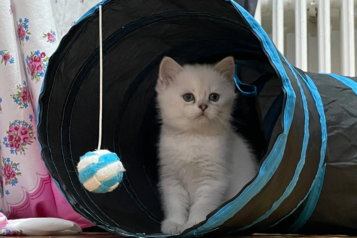 2 aylık 5 adet british shorthair 2