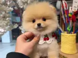 Kucak bagımlısı ilgi manyagı