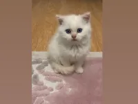 2 aylık british pembe kulak
