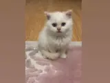 2 aylık british pembe kulak
