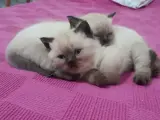 Boncuk siyam yavrularım