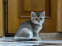 2 aylık 5 adet british shorthair