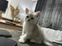 2 aylık 5 adet tap tatlı bebişler