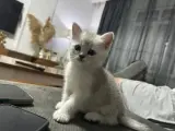 2 aylık 5 adet tap tatlı bebişler