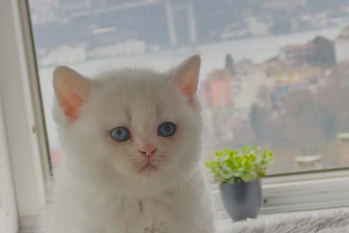 Süt Beyaz Mavi Göz 100% safkan British Shorthair 1