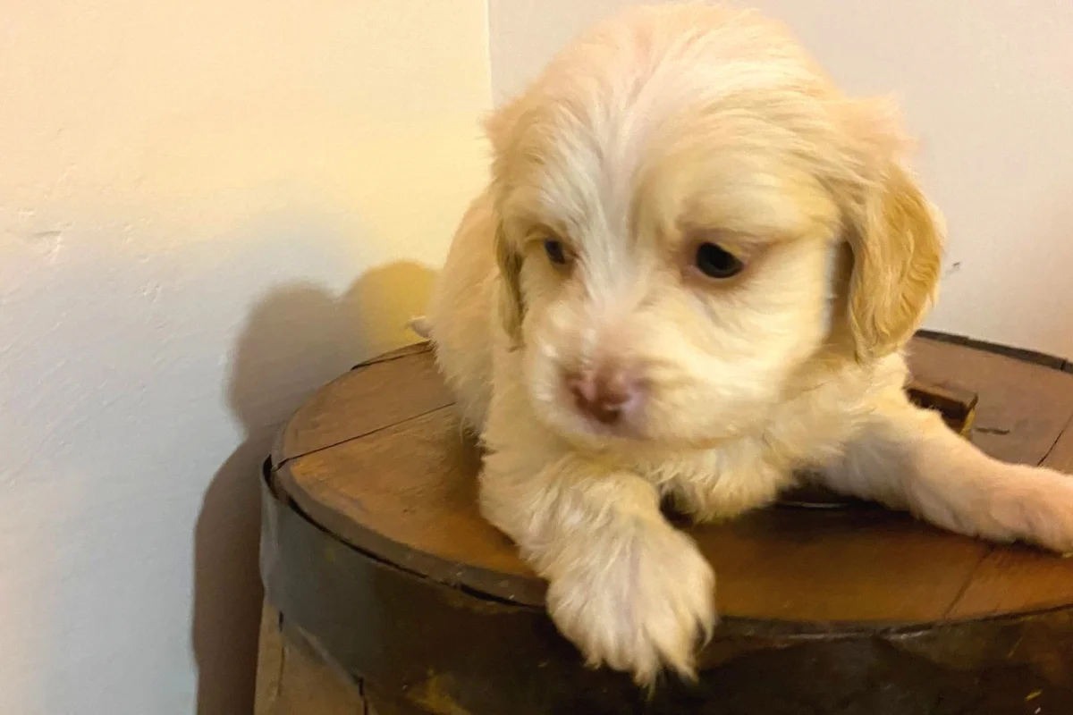 A Kalite maltipoo bebeklerimiz 2