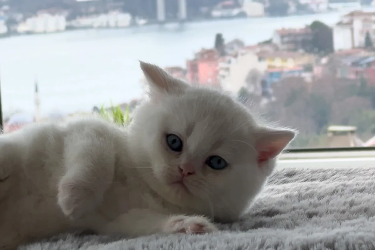 Süt Beyaz Mavi Göz 100% safkan British Shorthair 2