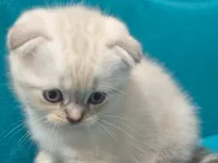 2 aylık yavruları sahiplendiriyoruz