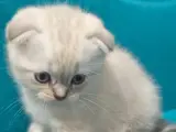 2 aylık yavruları sahiplendiriyoruz