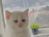 Süt Beyaz Mavi Göz 100% safkan British Shorthair