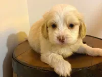 A Kalite maltipoo bebeklerimiz