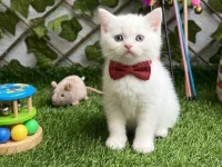Evinizin yeni üyesi