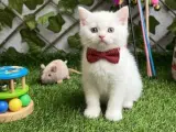 Evinizin yeni üyesi