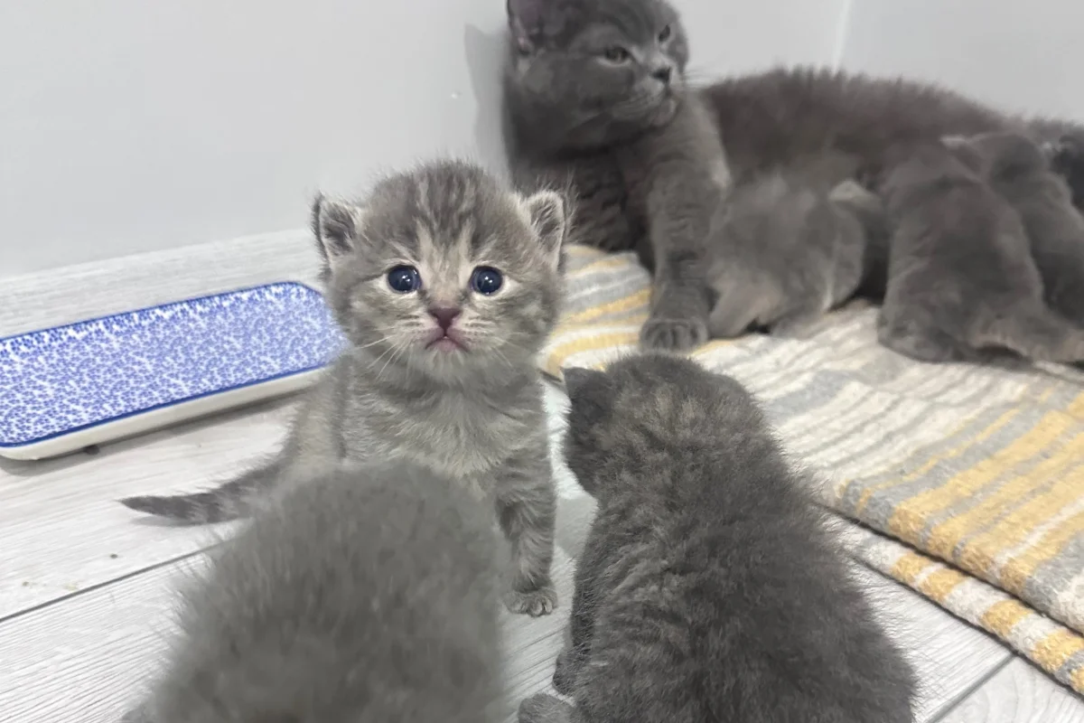 2 aylık British shorthair-longhair yavrular 5