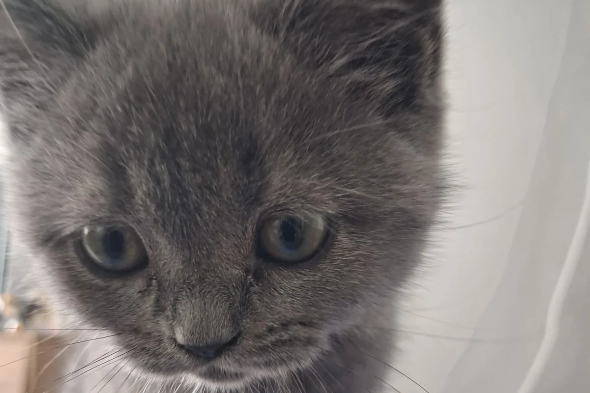 yavru brtish kedi 2