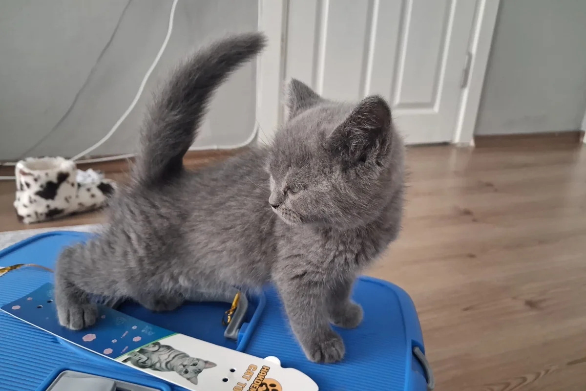 yavru brtish kedi 3