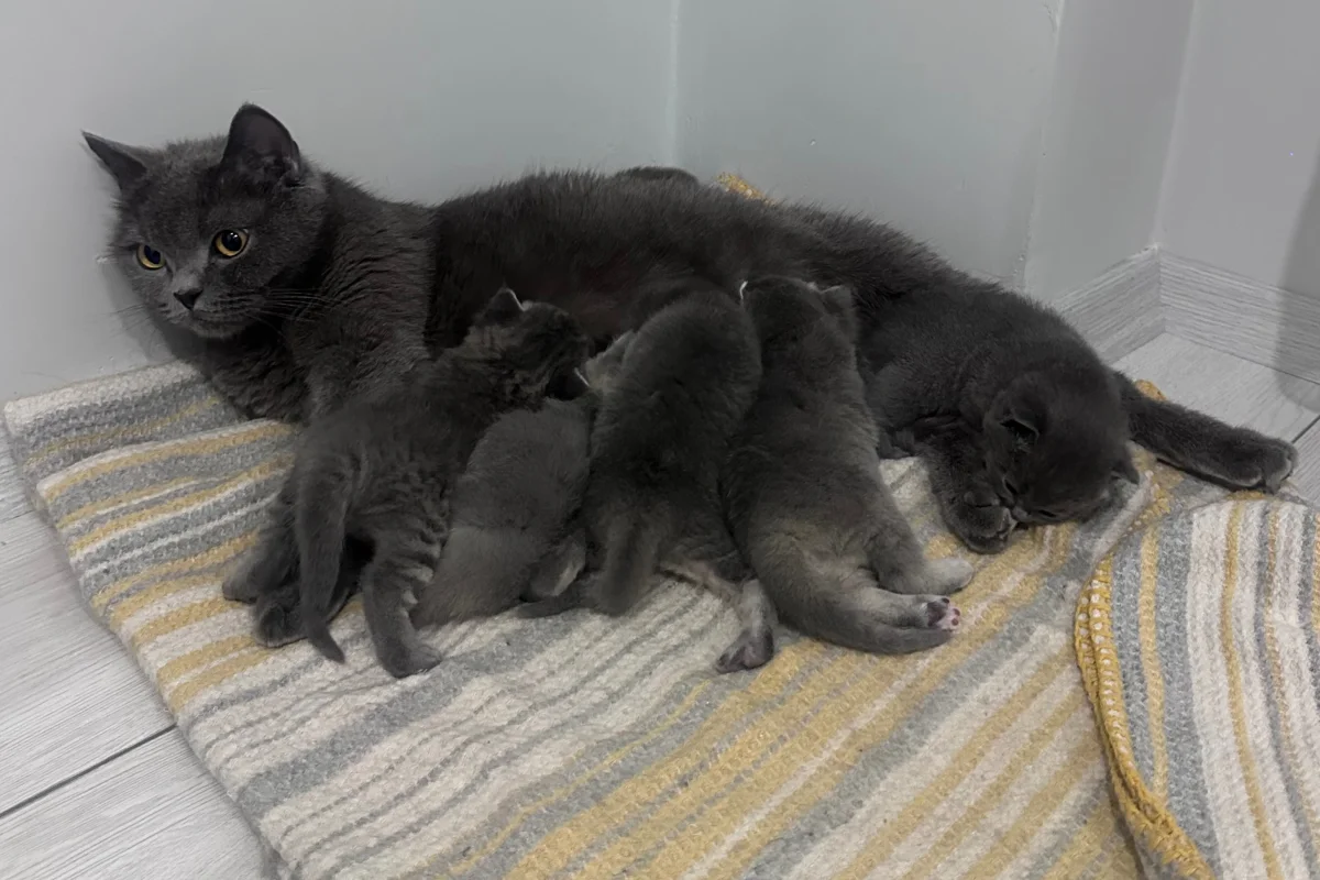 2 aylık British shorthair-longhair yavrular 3