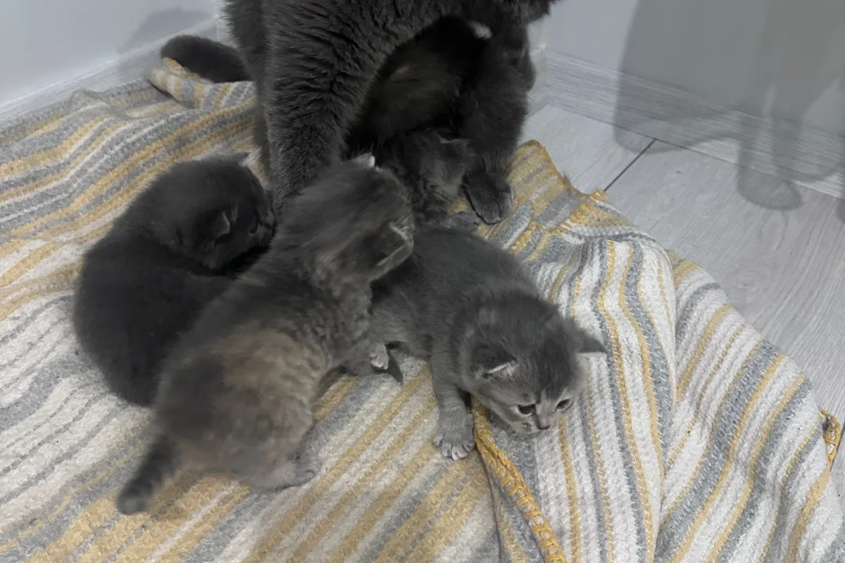 2 aylık British shorthair-longhair yavrular 9