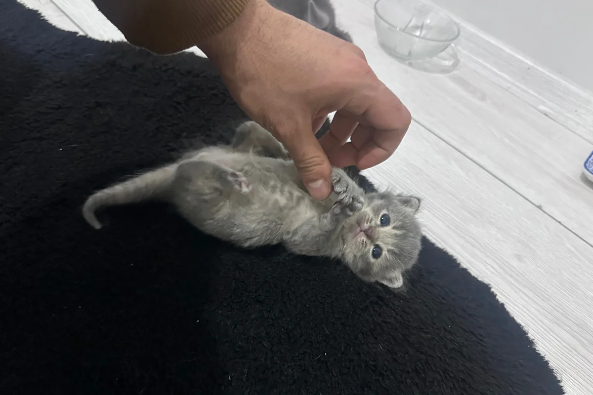 2 aylık British shorthair-longhair yavrular 7
