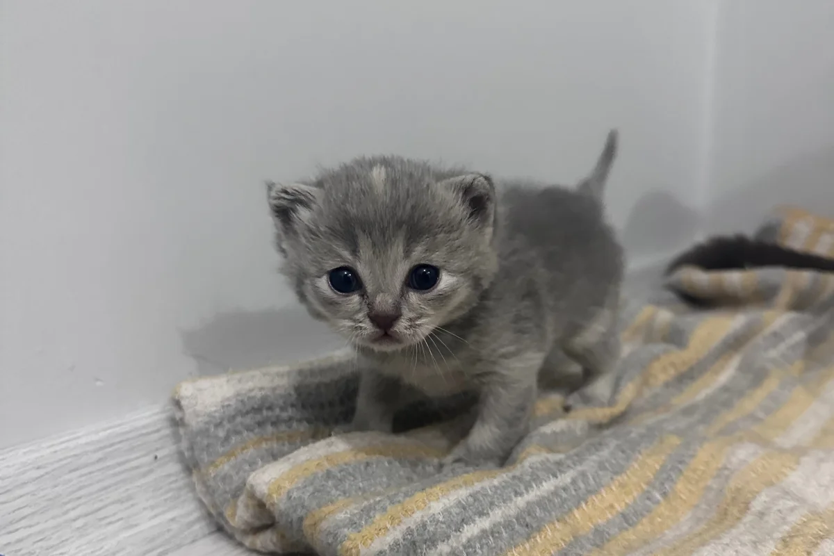 2 aylık British shorthair-longhair yavrular 8