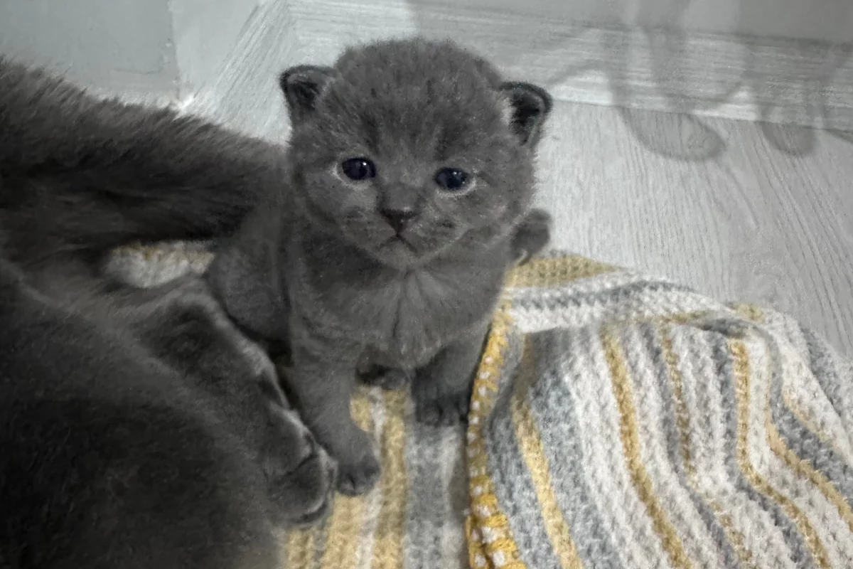 2 aylık British shorthair-longhair yavrular 2