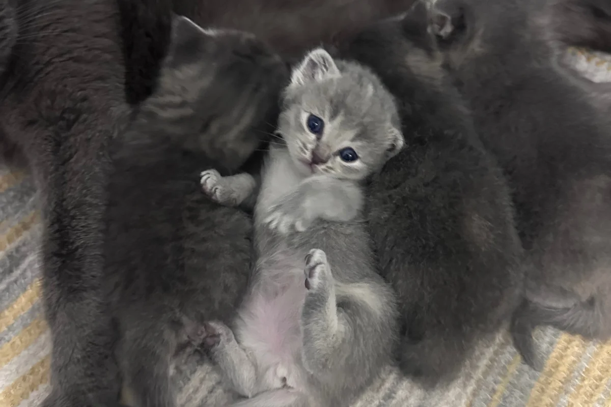 2 aylık British shorthair-longhair yavrular 4