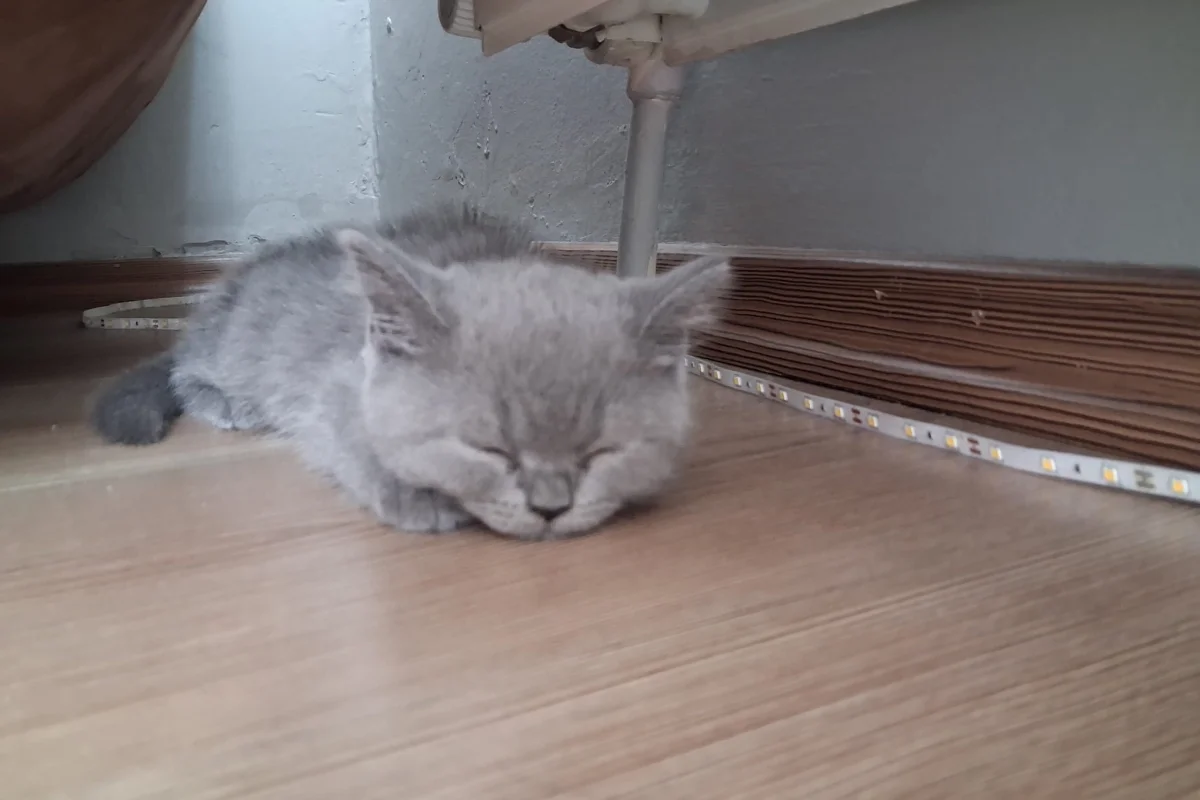 yavru brtish kedi 4