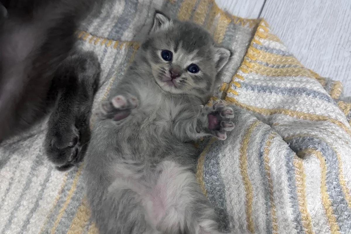2 aylık British shorthair-longhair yavrular 6