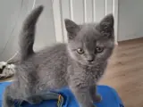yavru brtish kedi
