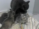 2 aylık British shorthair-longhair yavrular