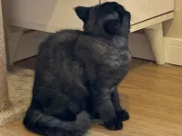 11 aylık dişi British shorthair