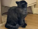 11 aylık dişi British shorthair