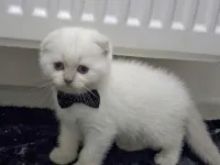 Top yüzlü bu güzellik şakamı