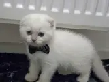 Top yüzlü bu güzellik şakamı