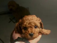 Toyy poodle mini boy
