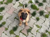 3 Aylık malinos dişi son yavru