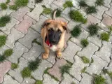 3 Aylık malinos dişi son yavru
