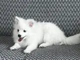 4 aylık spitz
