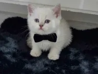 Boncuk gözlü bıcırık