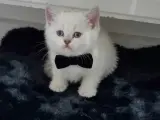 Boncuk gözlü bıcırık