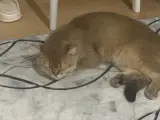 12ay british short hair salindir oyun  oynar kendini sevdirir