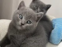 10 gun sonra sütten kesilecektir. Rezerveye açıktır. 7. haftalık anne altından british shorthair