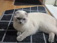 Scottish fold dişi