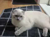 Scottish fold dişi
