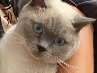 British Short Hair Blue Point Dişi
