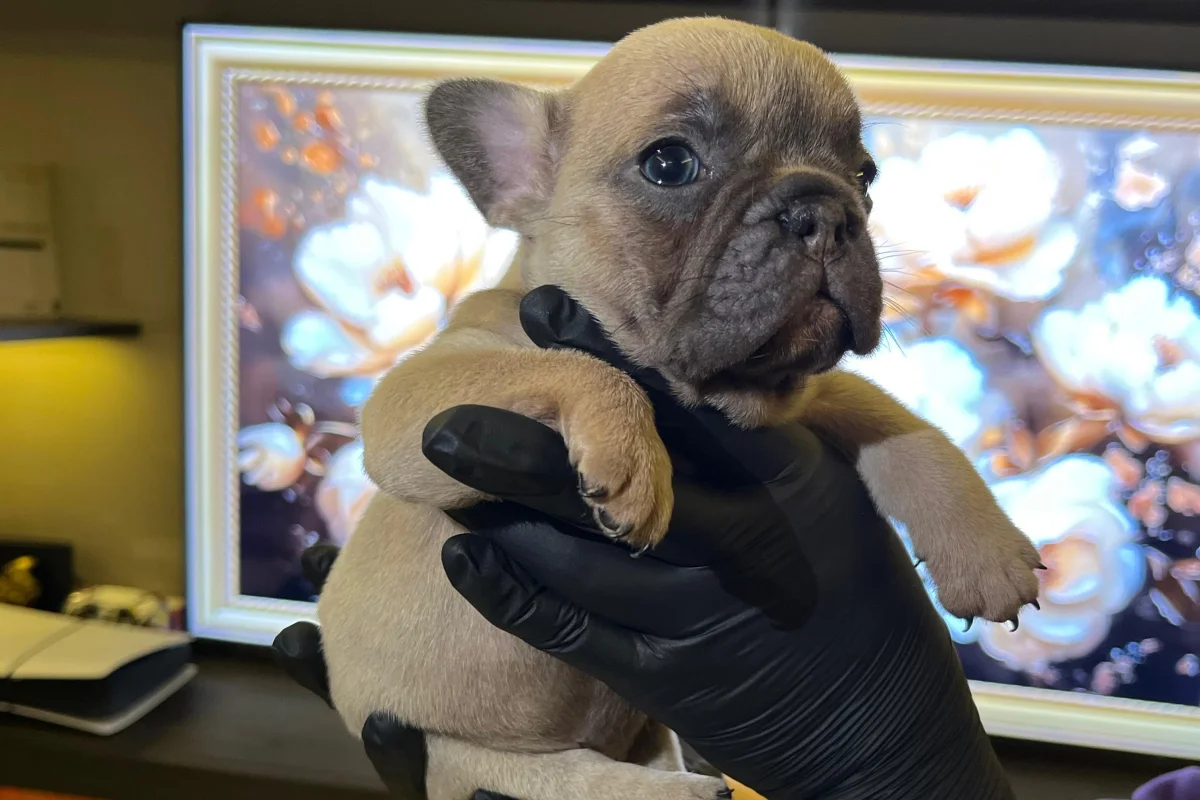 EGZOTİK FRENCH BULLDOG YAVRULARIM HARİKA RENKLER VE ANATOMİLER 7