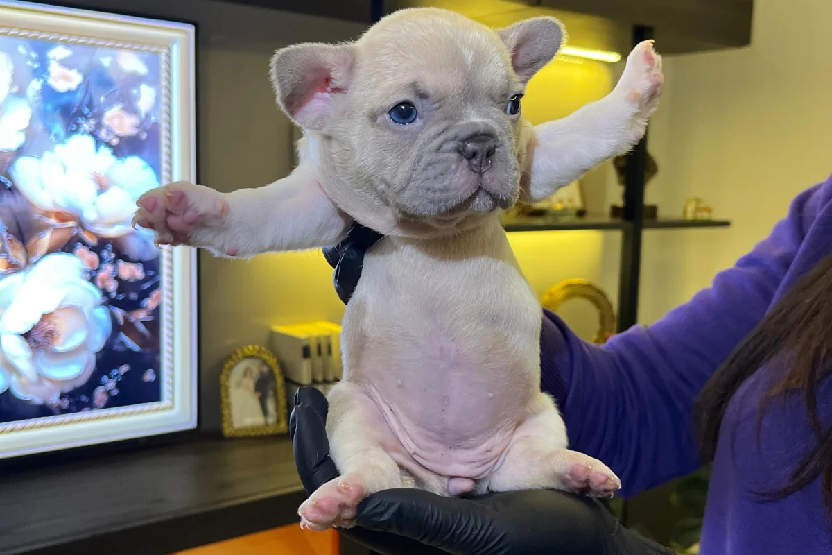 EGZOTİK FRENCH BULLDOG YAVRULARIM HARİKA RENKLER VE ANATOMİLER 4