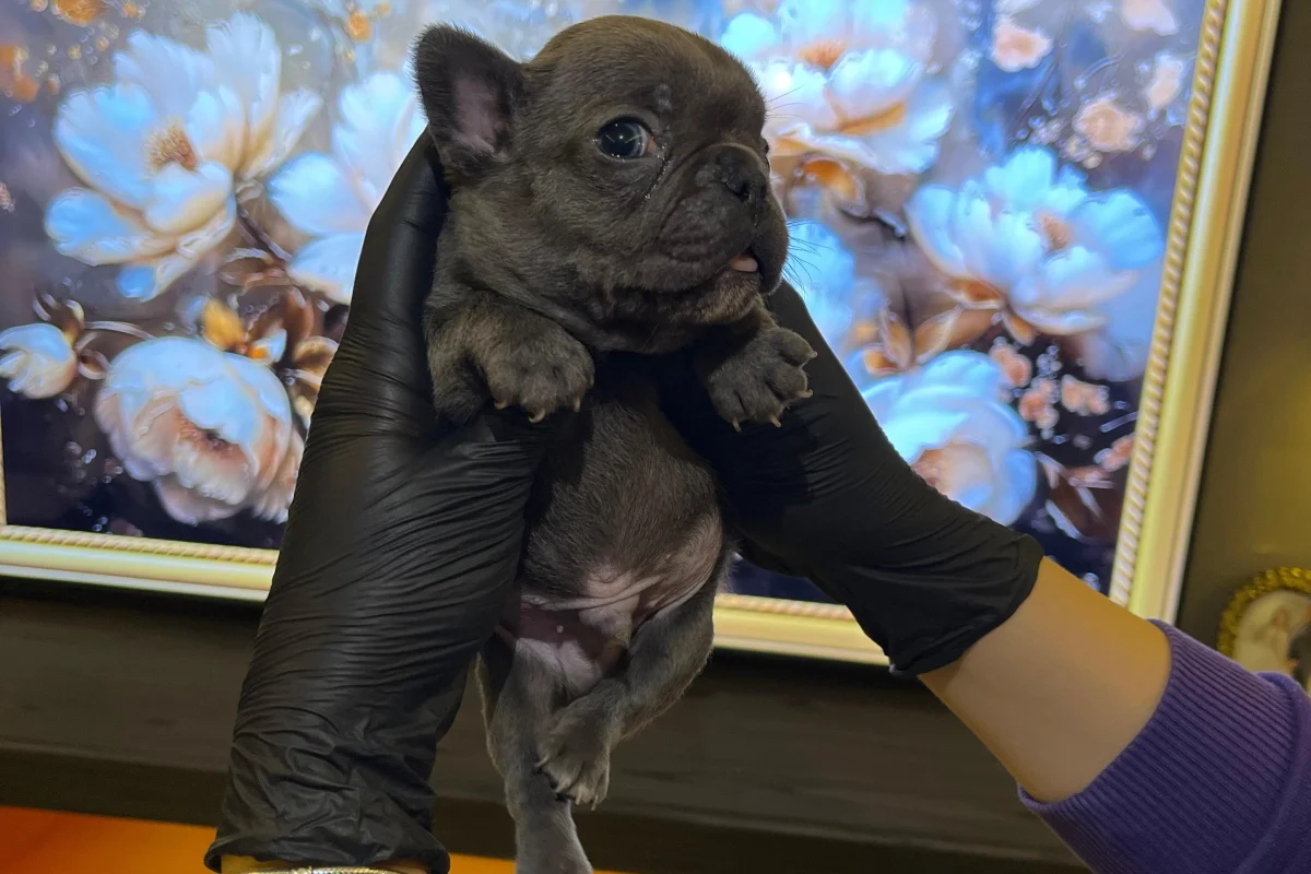EGZOTİK FRENCH BULLDOG YAVRULARIM HARİKA RENKLER VE ANATOMİLER 2