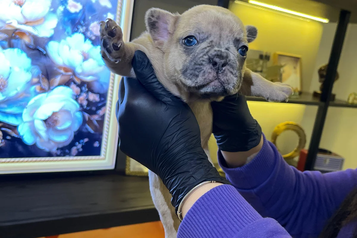 EGZOTİK FRENCH BULLDOG YAVRULARIM HARİKA RENKLER VE ANATOMİLER 5